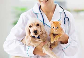 Only and Comprehensive Pet Insurance