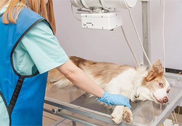 Only and Comprehensive Pet Insurance