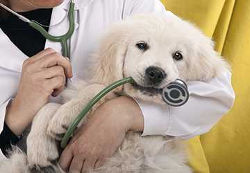 Only and Comprehensive Pet Insurance