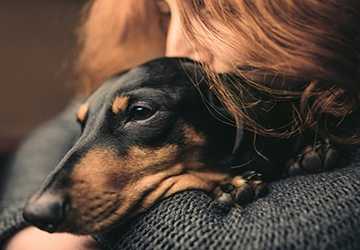 How to Choose the Right Pet Insurance