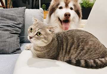 What is Pet Insurance and Do You Need It?